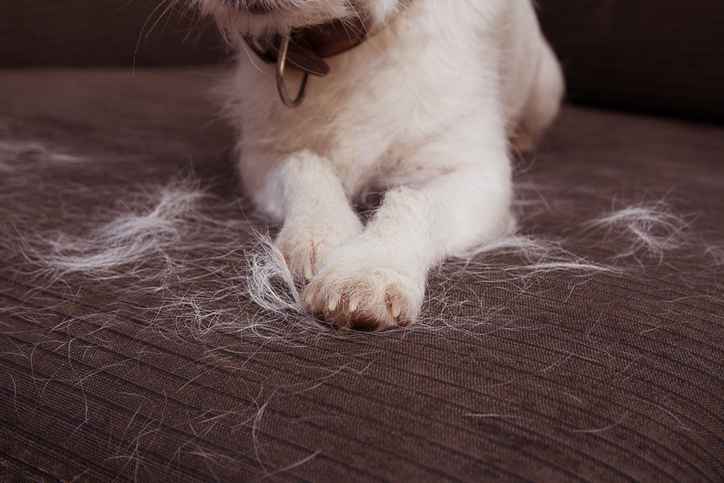 CLOSE-UP FURRY JACK RUSSELL DOG, SHEDDING HAIR ON SOFA FURNITURE.