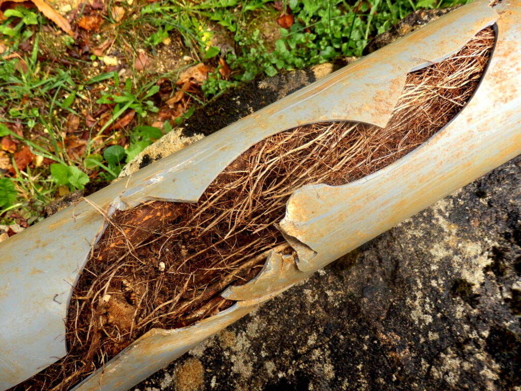 Split pipe with tree roots